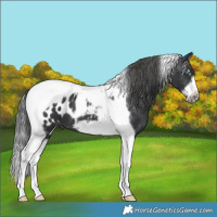 Horse Color:Black Splash Tobiano Frame Appaloosa 