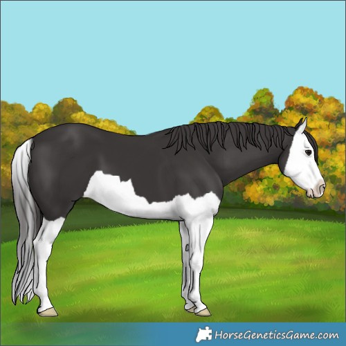 Horse Color:Smoky Black Splash 