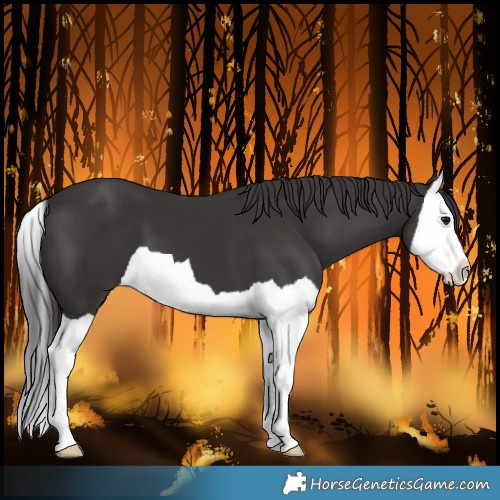 Horse Color:Smoky Black Splash 