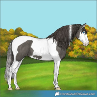 Horse Color:Grullo Splash Tobiano Appaloosa