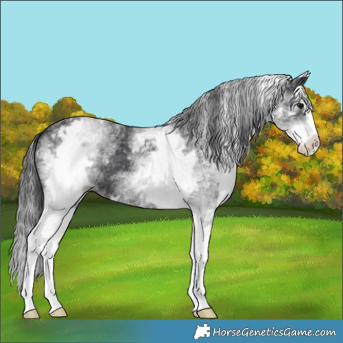 Horse Color:White Spotted Black Splash 