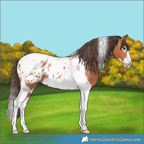 Horse Color:Bay Splash Tobiano Frame Appaloosa 