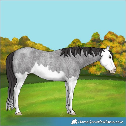 Horse Color:Smoky Blue Roan Splash