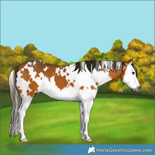 Horse Color:Gray White Spotted Buckskin Splash 