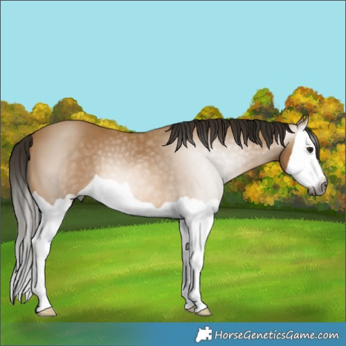 Horse Color:Gray Buckskin Splash 