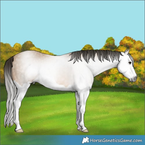 Horse Color:Gray Buckskin Splash 