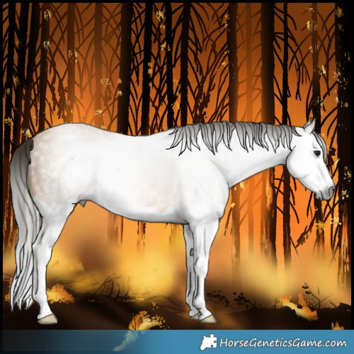 Horse Color:Gray Buckskin Splash 