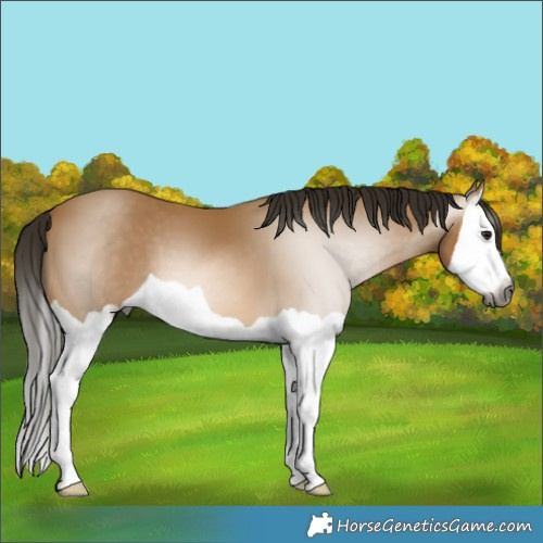 Horse Color:Gray Buckskin Splash 