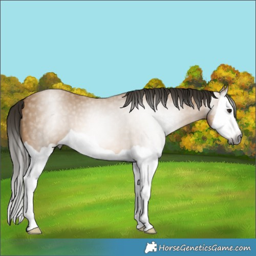 Horse Color:Gray Buckskin Splash 