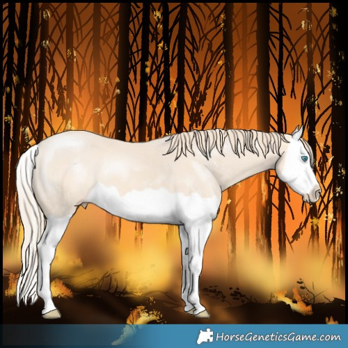 Horse Color:Perlino Splash 