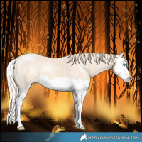 Horse Color:Perlino Splash 