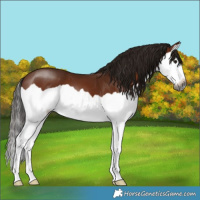 Horse Color:Gray Bay Splash
