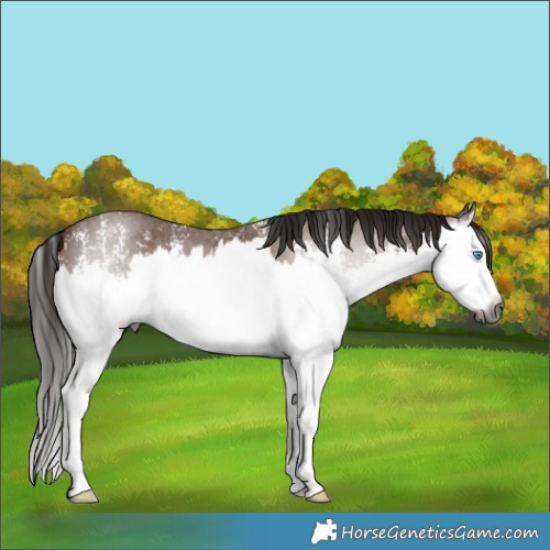Horse Color:Gray Bay Sabino Splash 