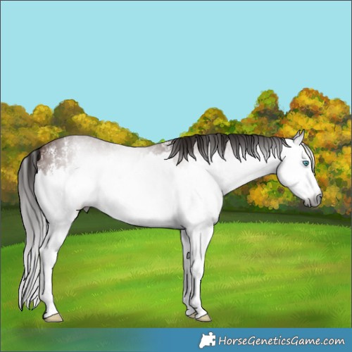 Horse Color:Gray Bay Sabino Splash 