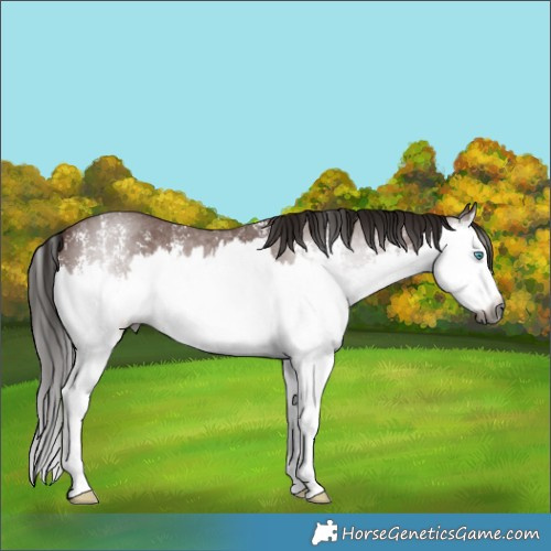 Horse Color:Gray Bay Sabino Splash 