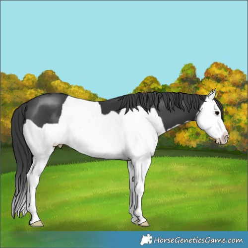 Horse Color:Black Splash 