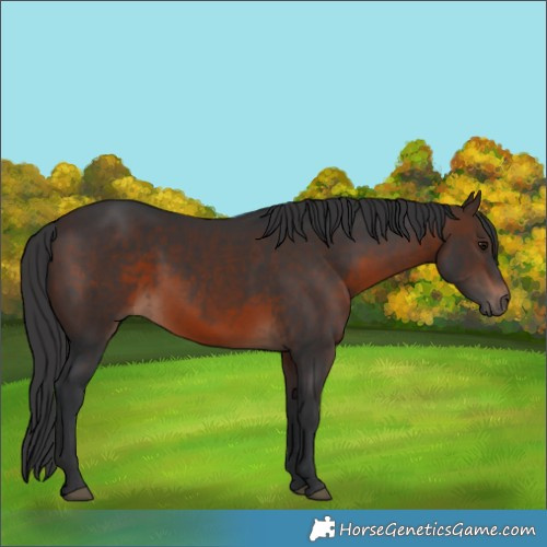 Horse Color:Brown 