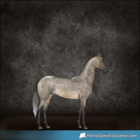 Horse Color:Buckskin Roan Dun Rabicano