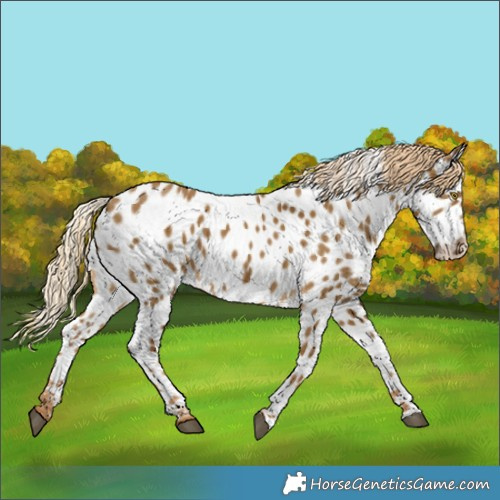 Horse Color:Chocolate Palomino Dun Appaloosa