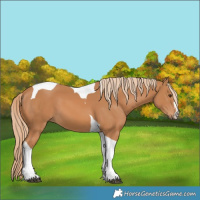 Horse Color:Chestnut Tobiano