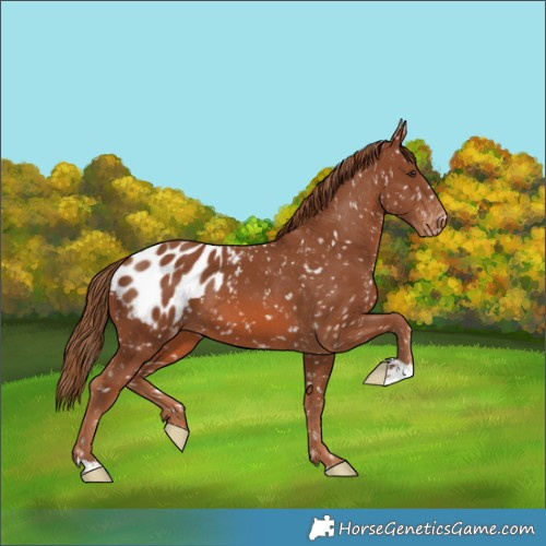 Horse Color:Chestnut Appaloosa 