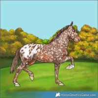 Horse Color:Chestnut Blanket 