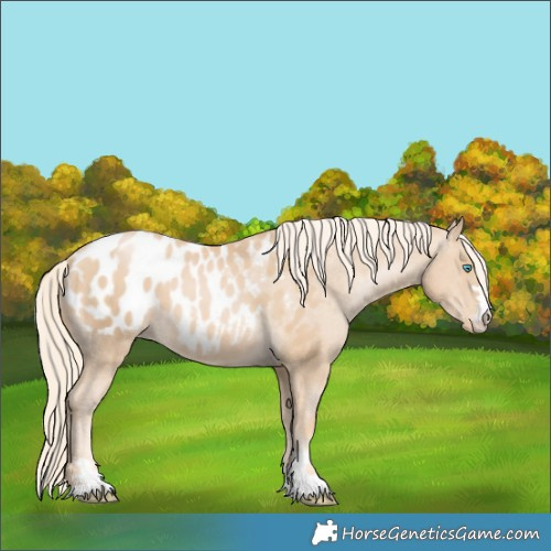 Horse Color:Palomino Pearl Appaloosa 