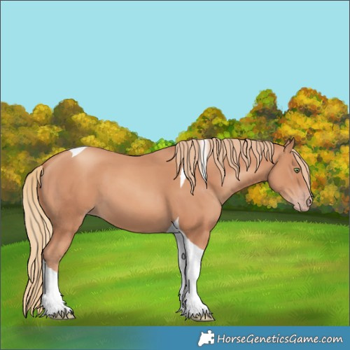 Horse Color:Gold Champagne Tobiano 