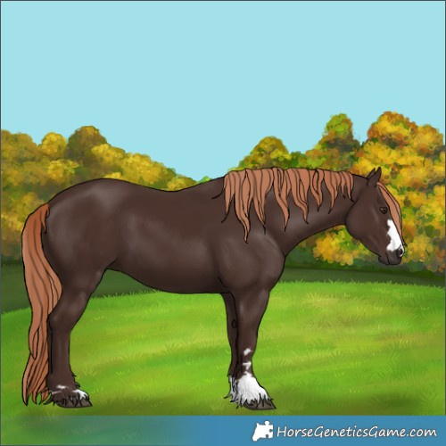 Horse Color:Liver Chestnut 