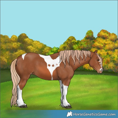 Horse Color:Chestnut Tobiano Appaloosa 