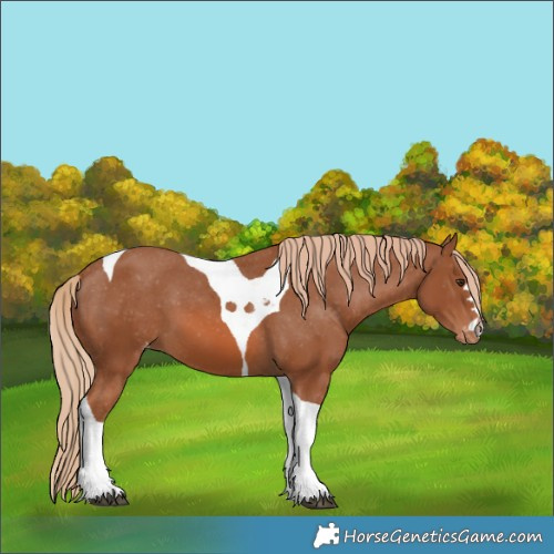 Horse Color:Chestnut Tobiano Appaloosa 