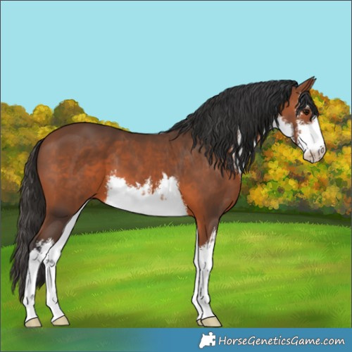 Horse Color:White Spotted Bay 