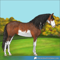 Horse Color:White Spotted Bay