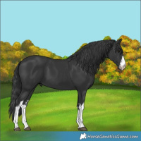 Horse Color:White Spotted Black