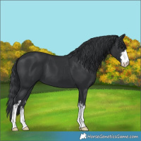 Horse Color:White Spotted Black 