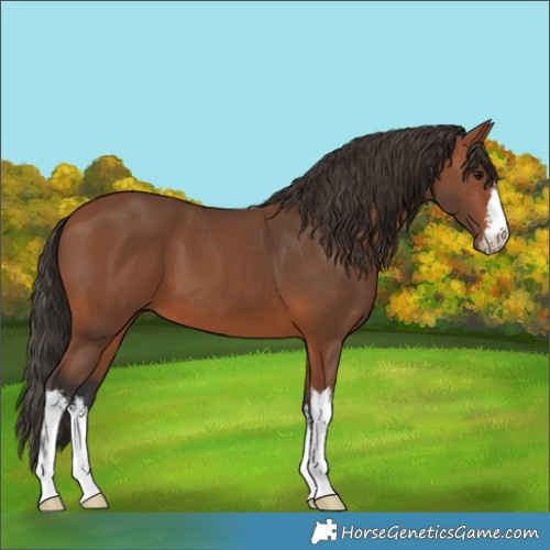 Horse Color:White Spotted Bay 