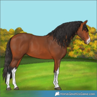 Horse Color:White Spotted Bay 