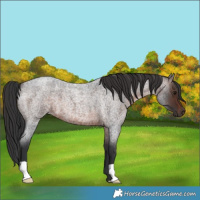 Horse Color:Brown Roan 