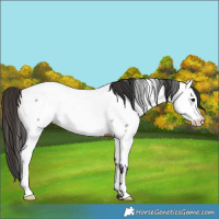 Horse Color:Brown Roan Appaloosa 
