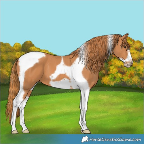 Horse Color:Chestnut Tobiano Frame 