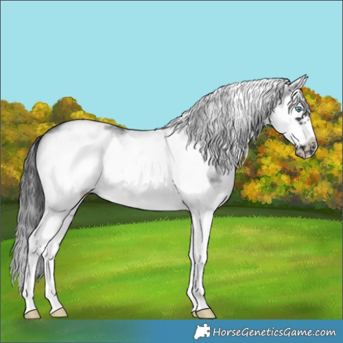 Horse Color:White Spotted Black Splash Frame