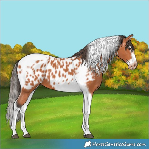 Horse Color:Bay Splash Tobiano Frame Appaloosa 