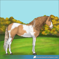 Horse Color:Chestnut Splash Tobiano Frame