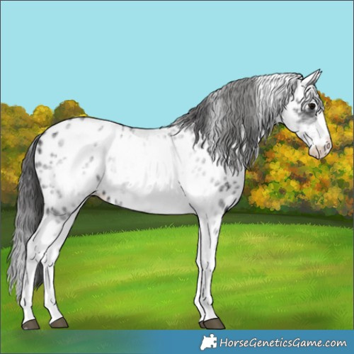 Horse Color:White Spotted Black Splash Appaloosa 