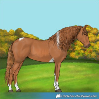 Horse Color:Chestnut Tobiano