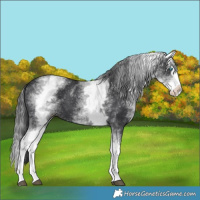 Horse Color:White Spotted Black Splash 