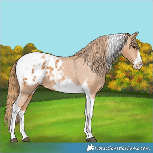 Horse Color:Chestnut Tobiano Frame Appaloosa