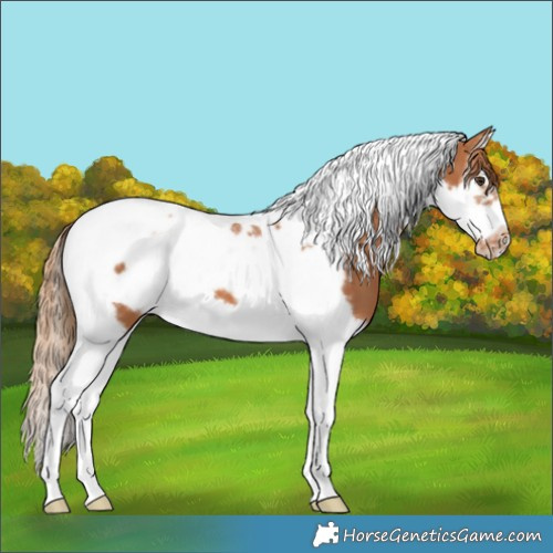 Horse Color:Chestnut Splash Tobiano Frame Appaloosa