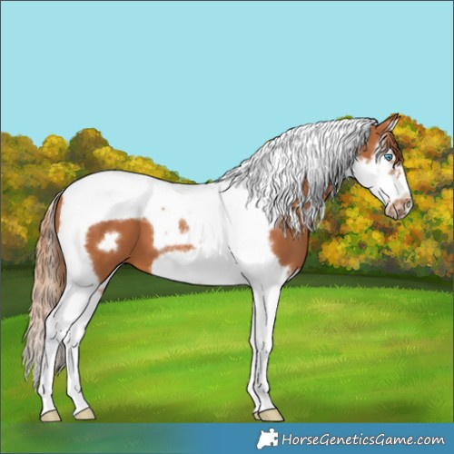 Horse Color:Chestnut Splash Tobiano Frame
