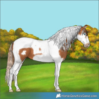 Horse Color:Chestnut Splash Tobiano Frame 